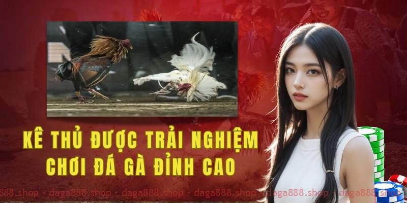 Cược thủ được trải nghiệm chơi đá gà cựa sắt đỉnh cao