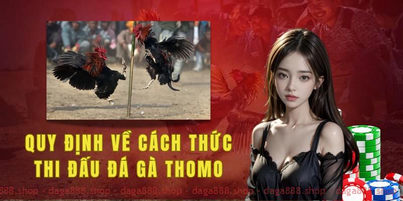 Gà chiến không được sử dụng vũ khí nhân tạo trong khi thi đấu