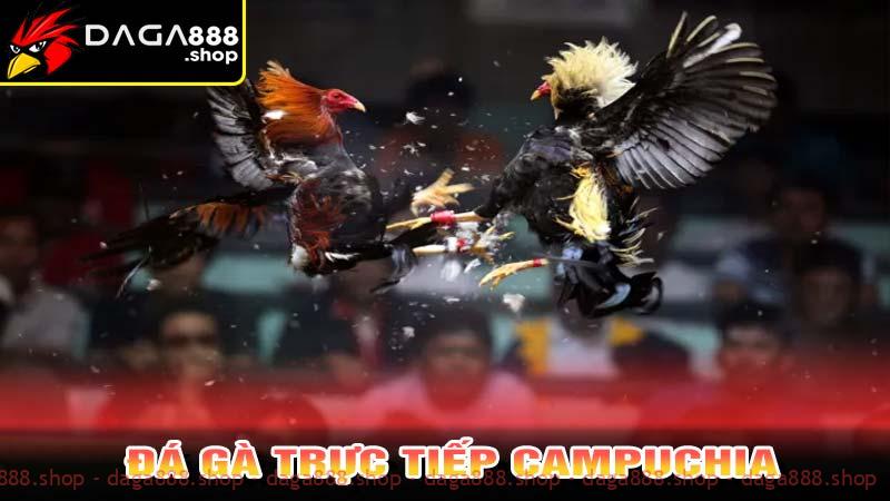 Đá gà trực tiếp campuchia