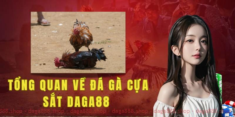 Tổng quan về luật đá gà cựa sắt Daga88 