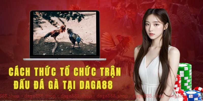 Cách thức tổ chức trận đấu đá gà tại Daga88 