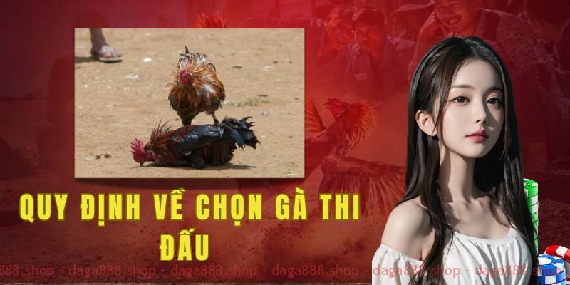 Đá gà Campuchia có quy định về số cân nặng cho từng chạng gà