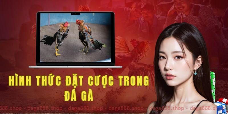 3 hình thức đặt cược phổ biến trong đá gà